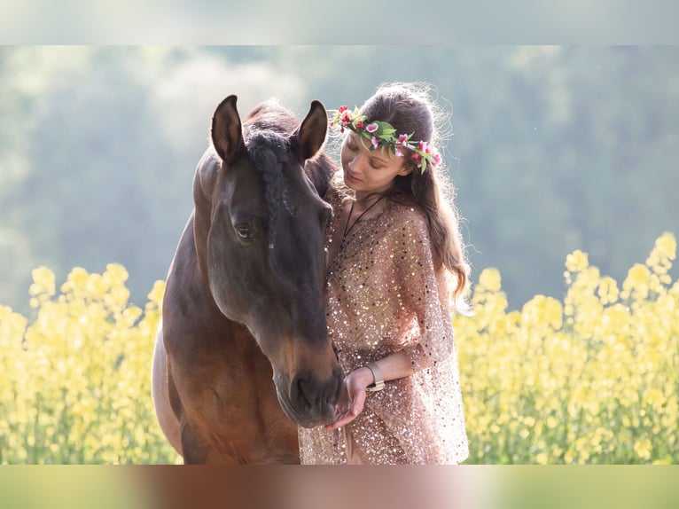 Lusitanos Mix Wallach 10 Jahre 153 cm Dunkelbrauner in Überlingen