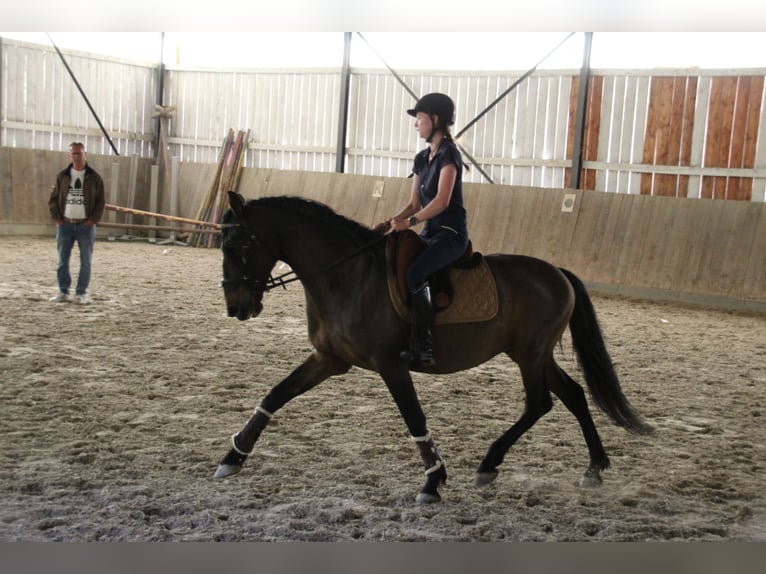 Lusitanos Mix Wallach 10 Jahre 153 cm Dunkelbrauner in Überlingen
