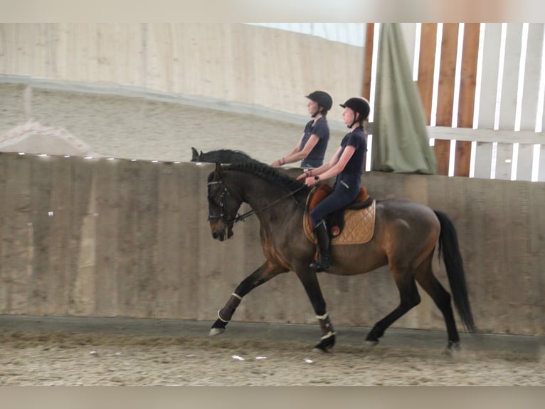 Lusitanos Mix Wallach 10 Jahre 153 cm Dunkelbrauner in Überlingen