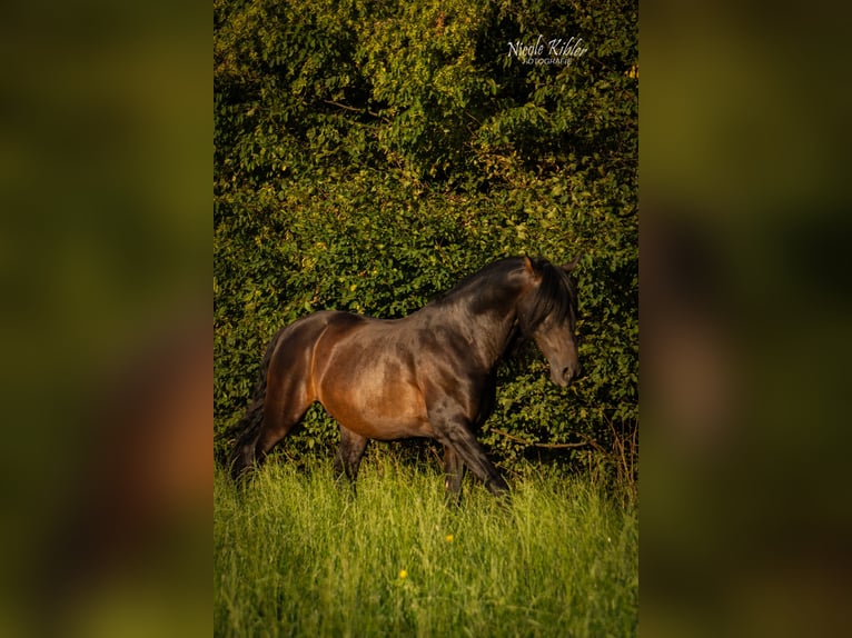 Lusitanos Mix Wallach 10 Jahre 153 cm Dunkelbrauner in Überlingen