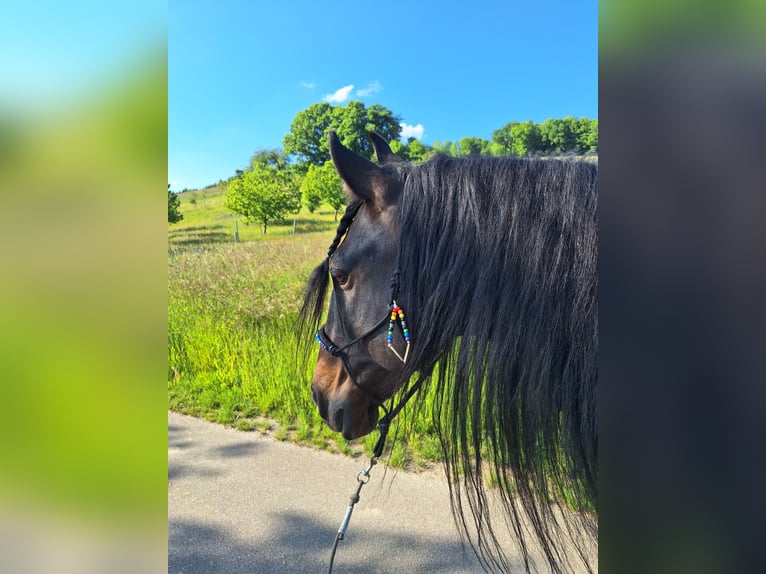 Lusitanos Mix Wallach 10 Jahre 153 cm Dunkelbrauner in Überlingen