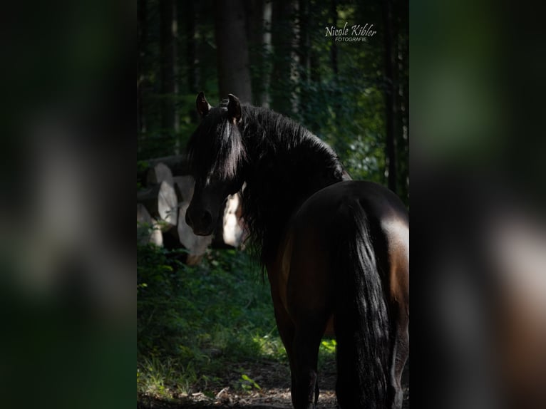 Lusitanos Mix Wallach 10 Jahre 153 cm Dunkelbrauner in Überlingen