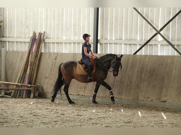 Lusitanos Mix Wallach 10 Jahre 153 cm Dunkelbrauner in Überlingen