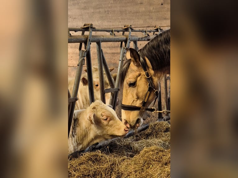 Lusitanos Mix Wallach 10 Jahre 155 cm Buckskin in Wegberg