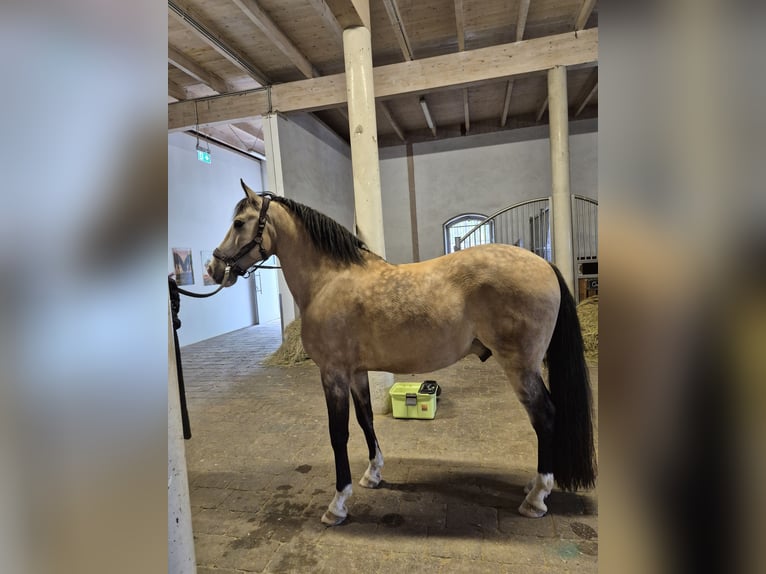 Lusitanos Mix Wallach 10 Jahre 155 cm Buckskin in Wegberg