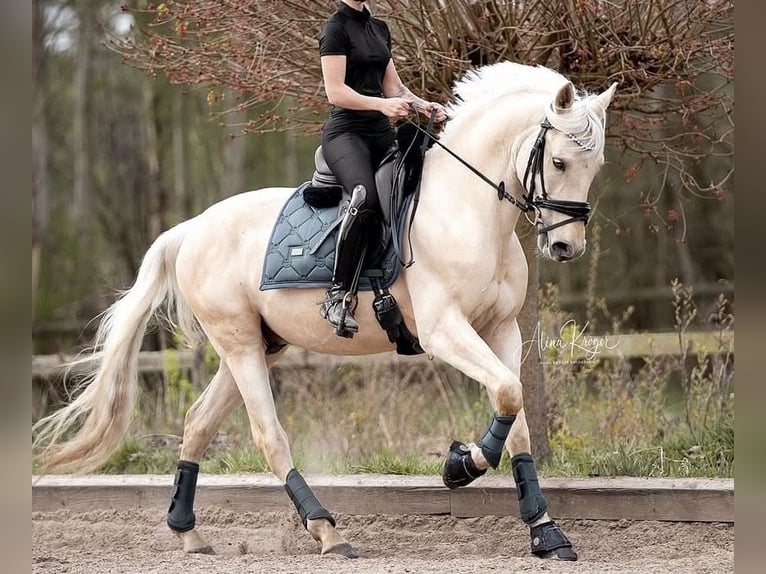 Lusitanos Wallach 10 Jahre 155 cm Palomino in Appen