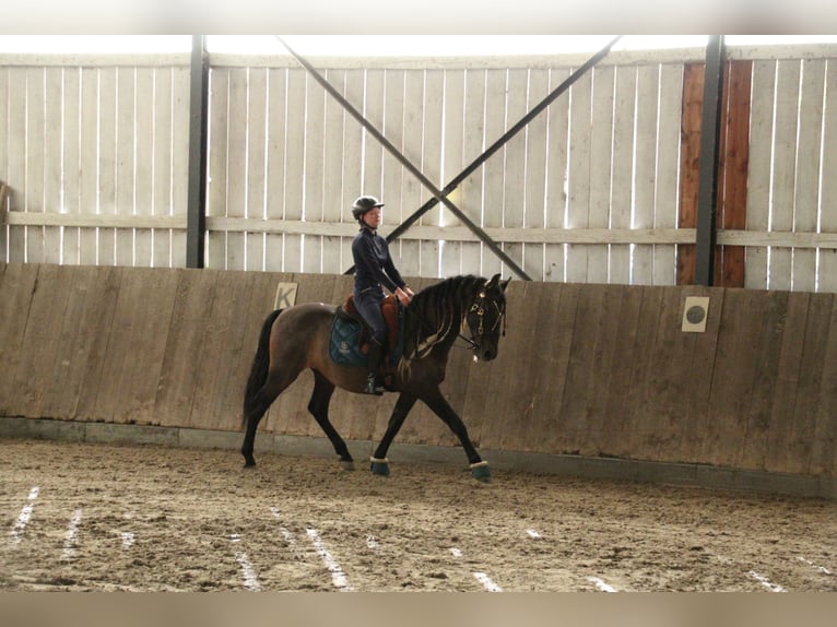 Lusitanos Mix Wallach 10 Jahre 158 cm Dunkelbrauner in Überlingen Lusitanos Mix Wallach 10 Jahre 158 cm Dunkelbrauner in Überlingen