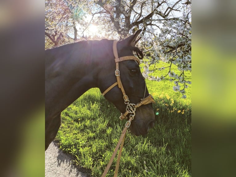 Lusitanos Mix Wallach 10 Jahre 158 cm Dunkelbrauner in Überlingen Lusitanos Mix Wallach 10 Jahre 158 cm Dunkelbrauner in Überlingen