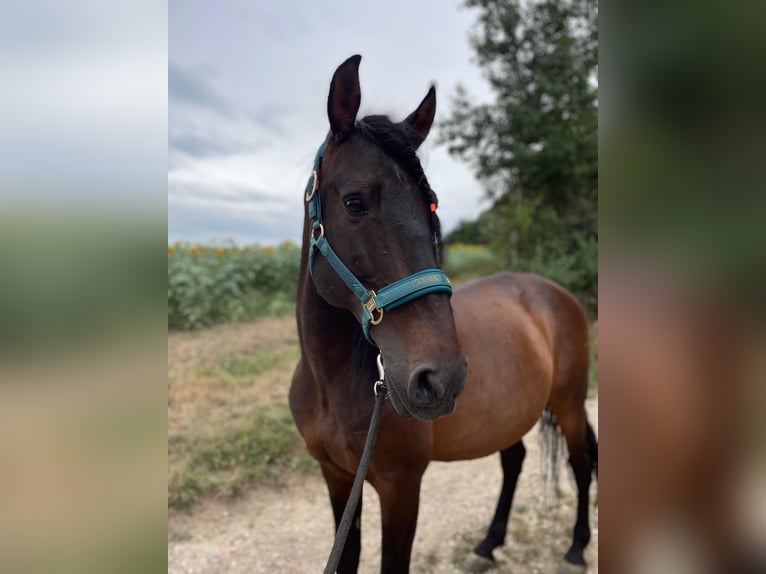 Lusitanos Mix Wallach 10 Jahre 158 cm Dunkelbrauner in Überlingen Lusitanos Mix Wallach 10 Jahre 158 cm Dunkelbrauner in Überlingen