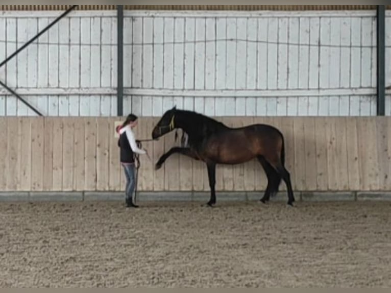 Lusitanos Mix Wallach 10 Jahre 158 cm Dunkelbrauner in Überlingen Lusitanos Mix Wallach 10 Jahre 158 cm Dunkelbrauner in Überlingen