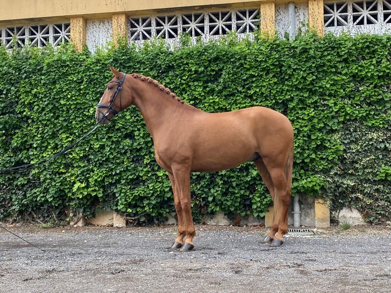 Lusitanos Wallach 10 Jahre 160 cm Dunkelfuchs in Cascais