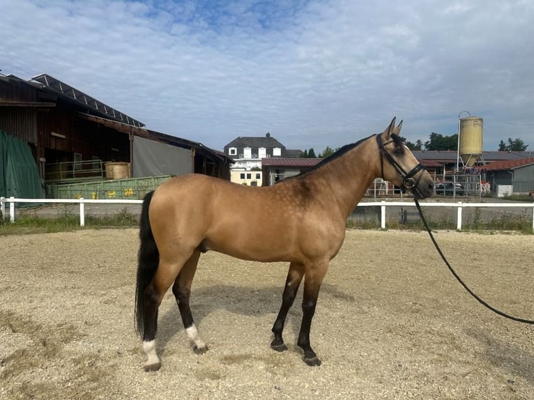 Lusitanos Mix Wallach 10 Jahre 160 cm Falbe in Waldshut-Tiengen
