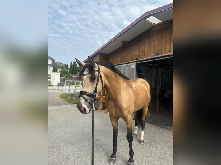 Lusitanos Mix Wallach 10 Jahre 160 cm Falbe in Waldshut-Tiengen