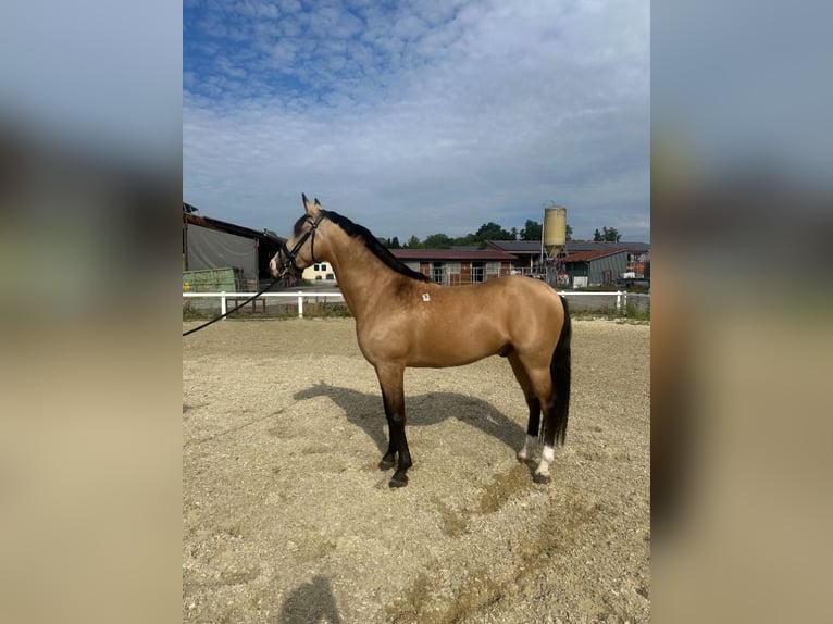 Lusitanos Mix Wallach 10 Jahre 160 cm Falbe in Waldshut-Tiengen