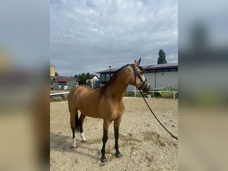 Lusitanos Mix Wallach 10 Jahre 160 cm Falbe in Waldshut-Tiengen