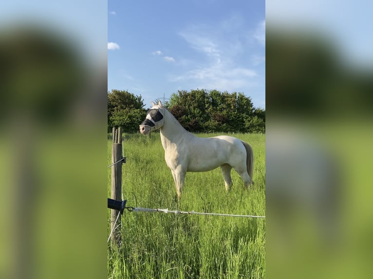 Lusitanos Wallach 10 Jahre 160 cm  in Altenstadt