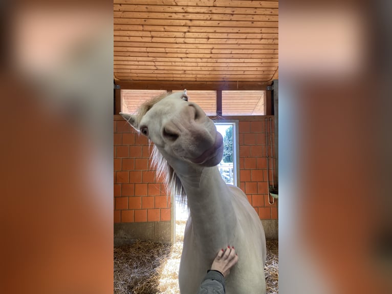 Lusitanos Wallach 10 Jahre 160 cm  in Altenstadt