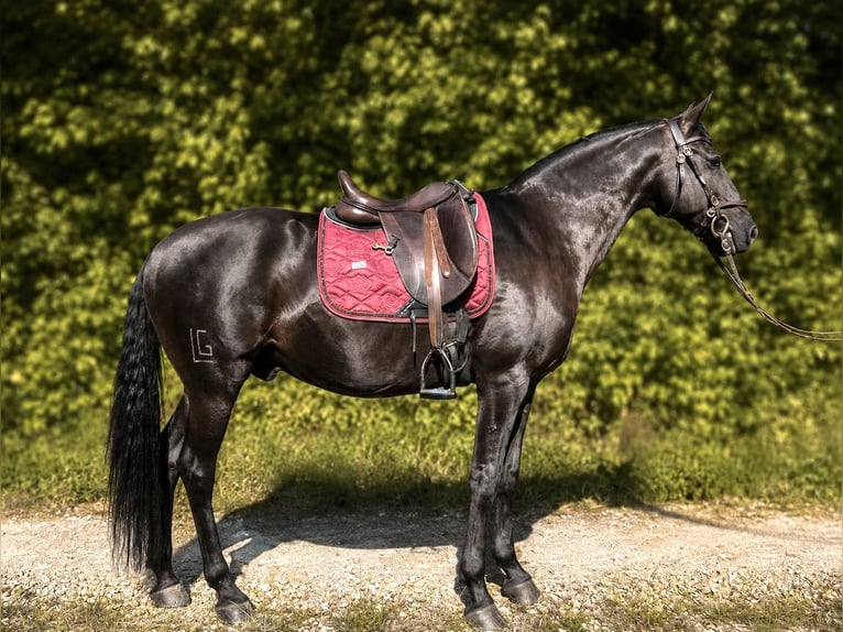 Lusitanos Wallach 10 Jahre 160 cm Rappe in Köln