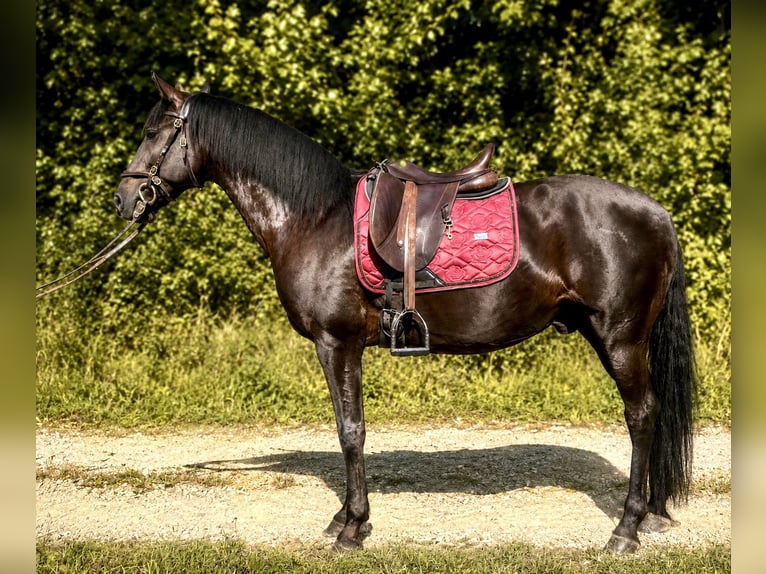 Lusitanos Wallach 10 Jahre 160 cm Rappe in Köln