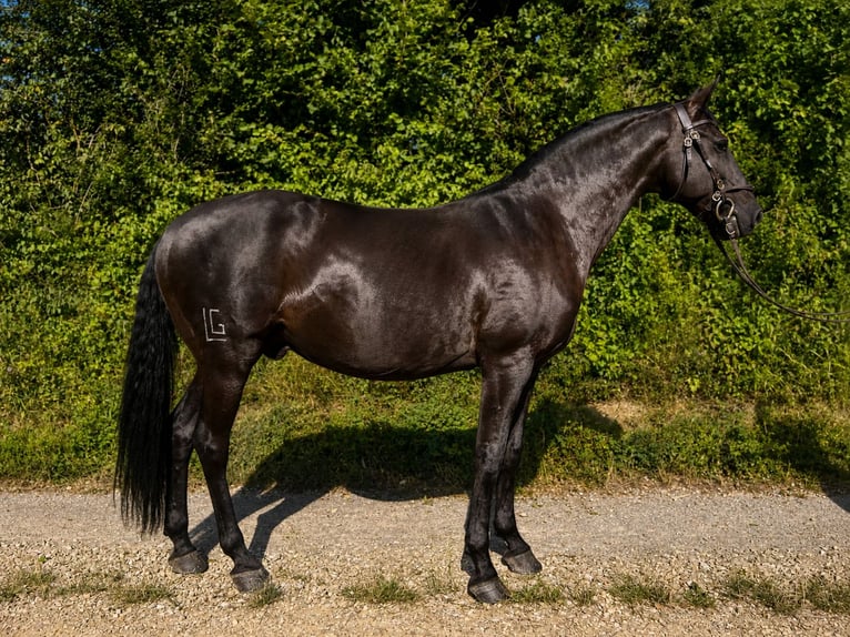 Lusitanos Wallach 10 Jahre 160 cm Rappe in Köln