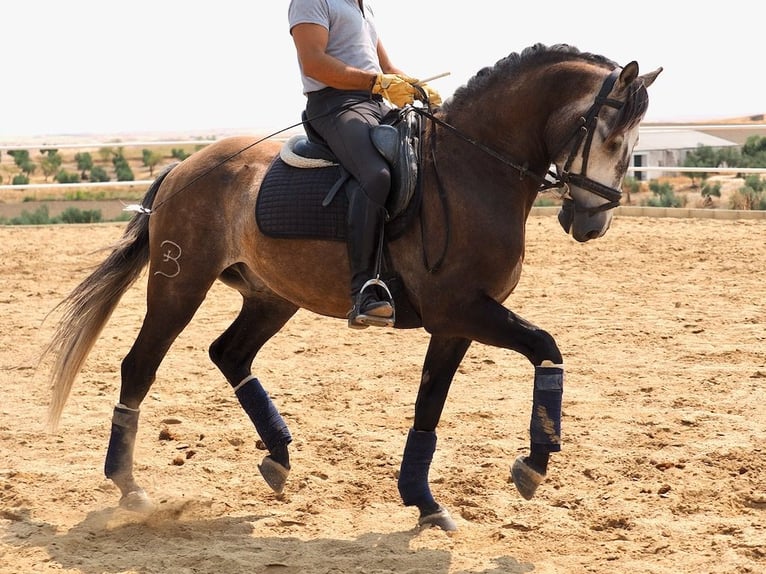 Lusitanos Wallach 10 Jahre 161 cm Schimmel in Navas Del Madro&#xF1;o