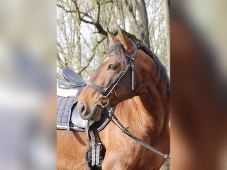 Lusitanos Wallach 10 Jahre 162 cm Brauner in WeiL