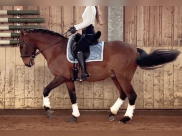 Lusitanos Wallach 10 Jahre 162 cm Brauner in WeiL