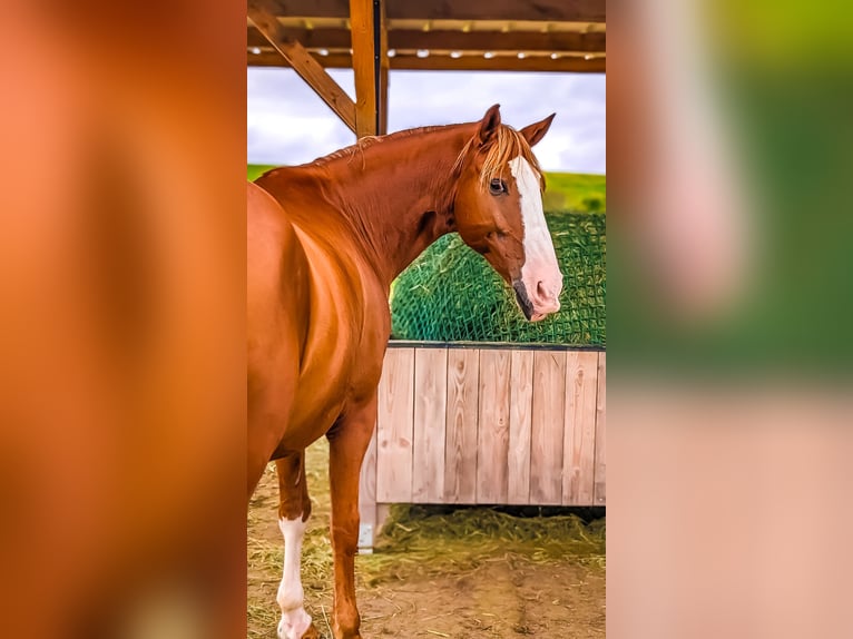 Lusitanos Wallach 10 Jahre 162 cm Fuchs in Sprendlingen