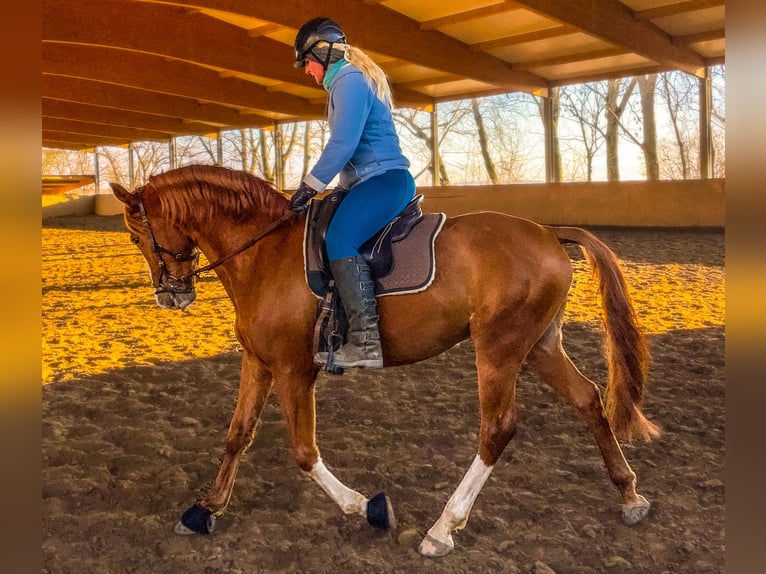 Lusitanos Wallach 10 Jahre 162 cm Fuchs in Sprendlingen