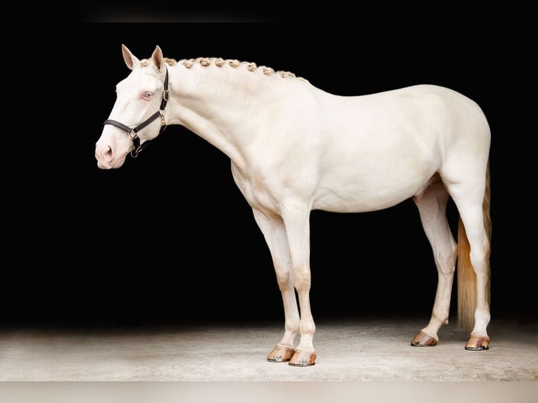 Lusitanos Wallach 10 Jahre 163 cm Perlino in Loxahatchee, FL