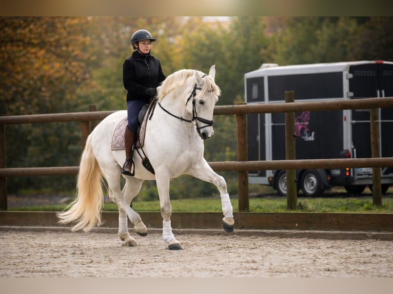 Lusitanos Wallach 10 Jahre 164 cm Schimmel in Marne