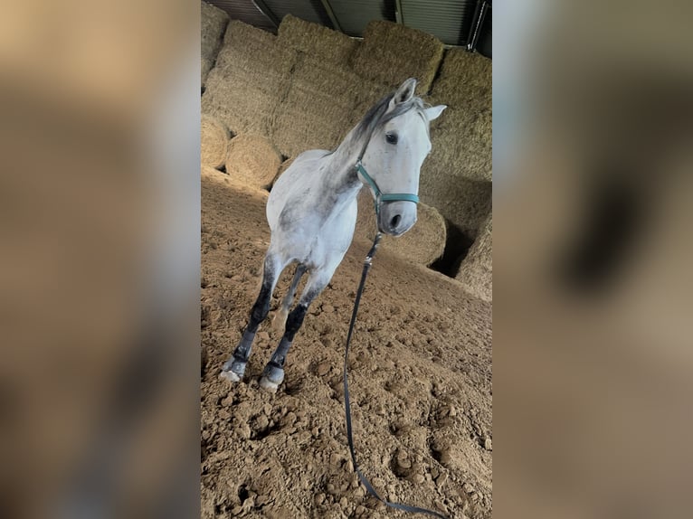 Lusitanos Wallach 10 Jahre 165 cm Apfelschimmel in Stemwede