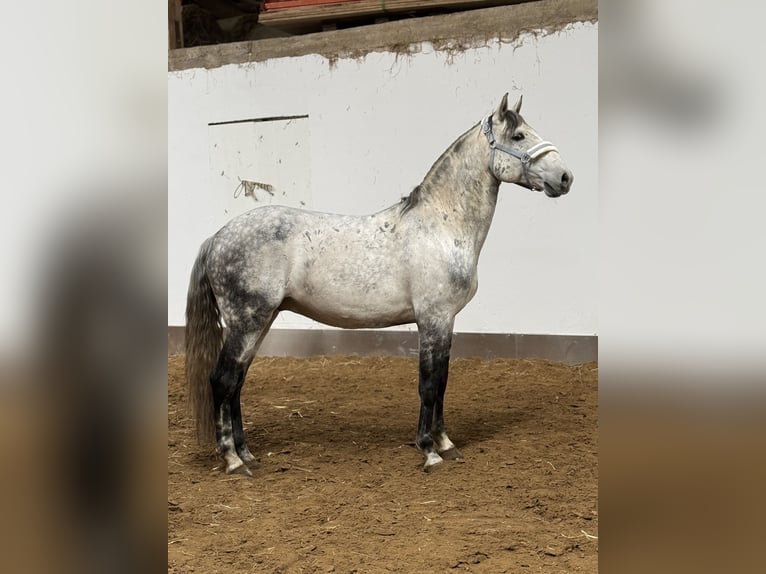 Lusitanos Wallach 10 Jahre 165 cm Apfelschimmel in Stemwede