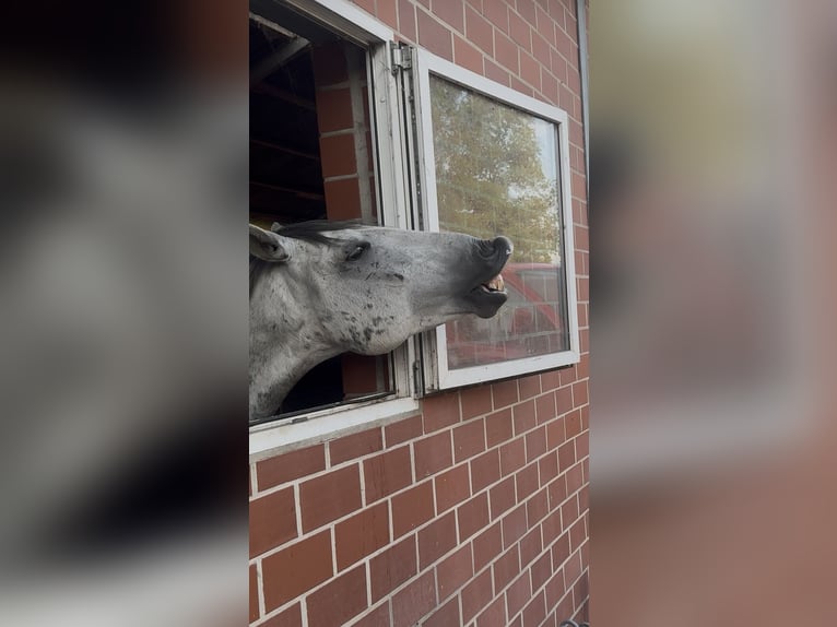 Lusitanos Wallach 10 Jahre 165 cm Apfelschimmel in Stemwede