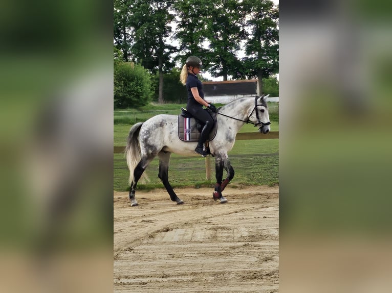 Lusitanos Wallach 10 Jahre 165 cm Apfelschimmel in Stemwede