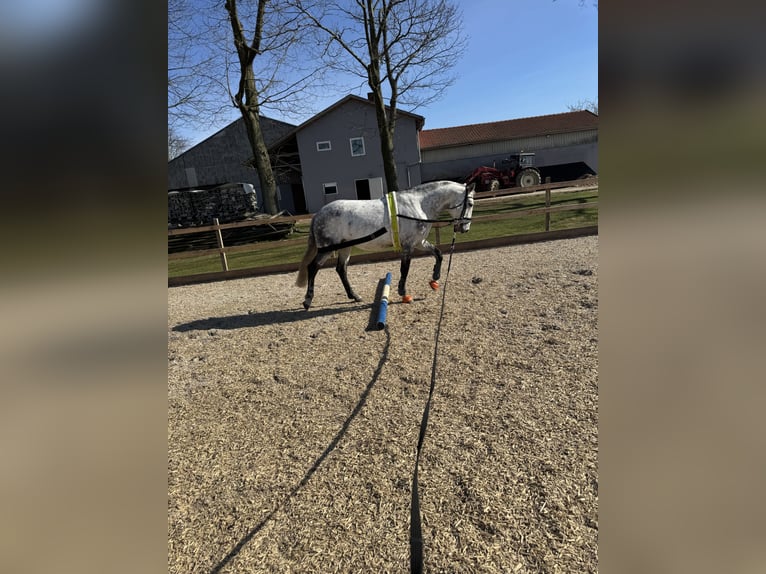 Lusitanos Wallach 10 Jahre 165 cm Apfelschimmel in Stemwede