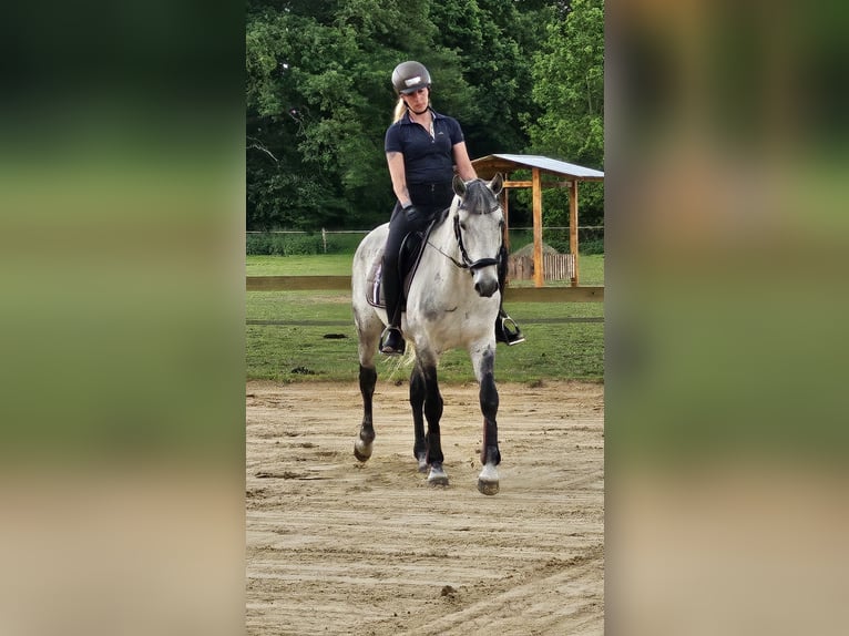 Lusitanos Wallach 10 Jahre 165 cm Apfelschimmel in Stemwede
