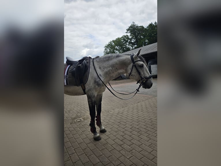 Lusitanos Wallach 10 Jahre 165 cm Apfelschimmel in Stemwede