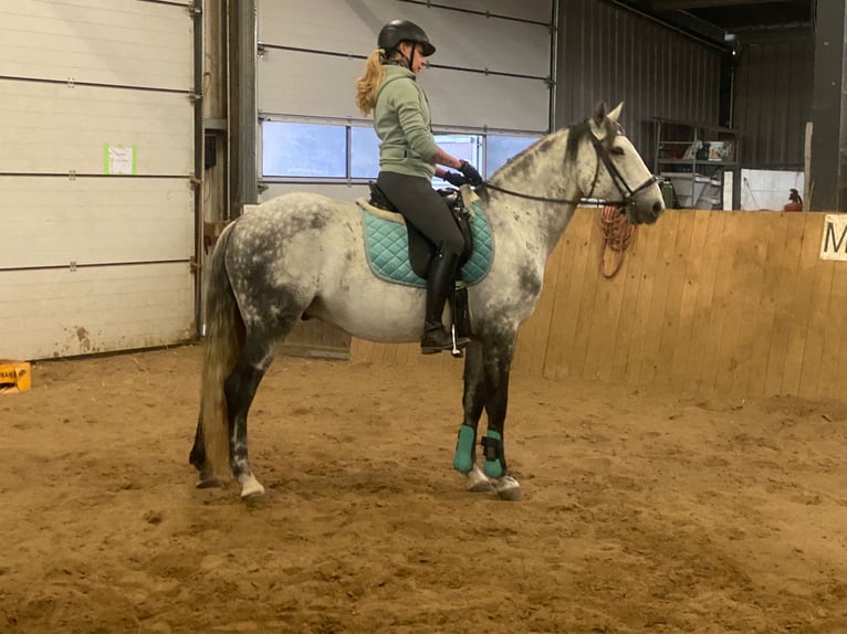 Lusitanos Wallach 10 Jahre 165 cm Apfelschimmel in Stemwede