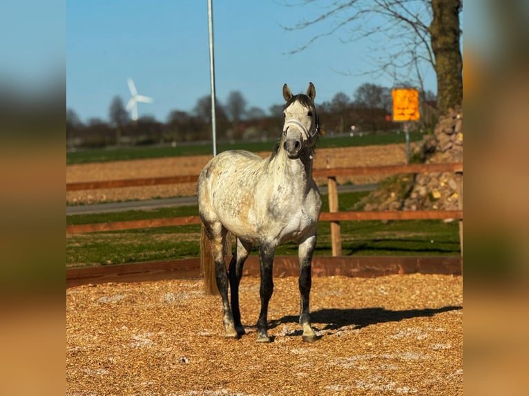 Lusitanos Wallach 10 Jahre 165 cm Apfelschimmel in Stemwede