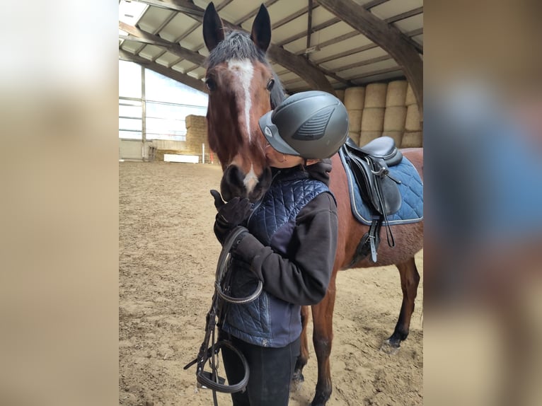 Lusitanos Wallach 10 Jahre 165 cm Brauner in Uettligen