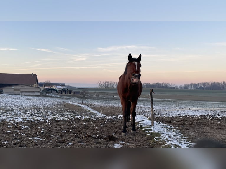 Lusitanos Wallach 10 Jahre 165 cm Brauner in Uettligen