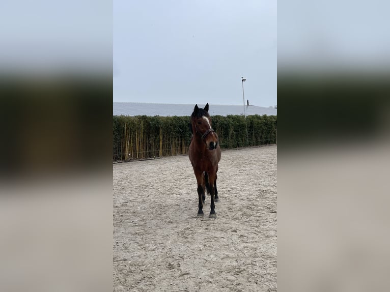 Lusitanos Wallach 10 Jahre 165 cm Brauner in Uettligen