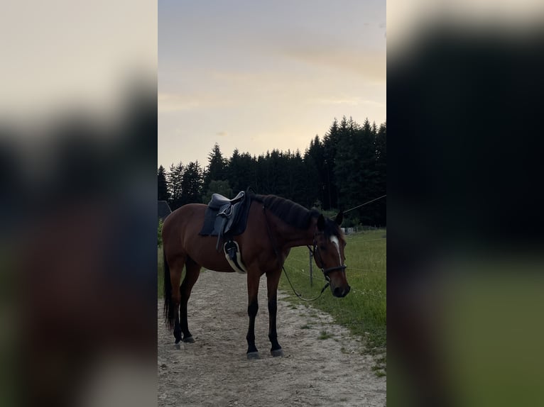 Lusitanos Wallach 10 Jahre 165 cm Brauner in Uettligen