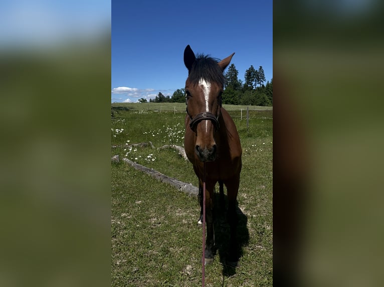 Lusitanos Wallach 10 Jahre 165 cm Brauner in Uettligen