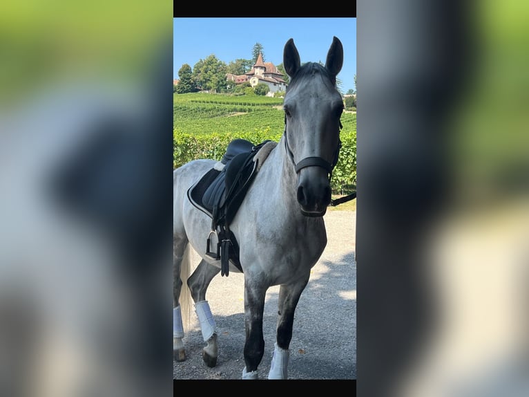 Lusitanos Wallach 10 Jahre 165 cm Schimmel in Begnins