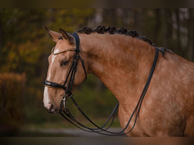 Lusitanos Wallach 10 Jahre 168 cm Buckskin in Wehringen