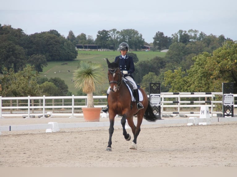 Lusitanos Wallach 10 Jahre 168 cm Dunkelbrauner in Reignac