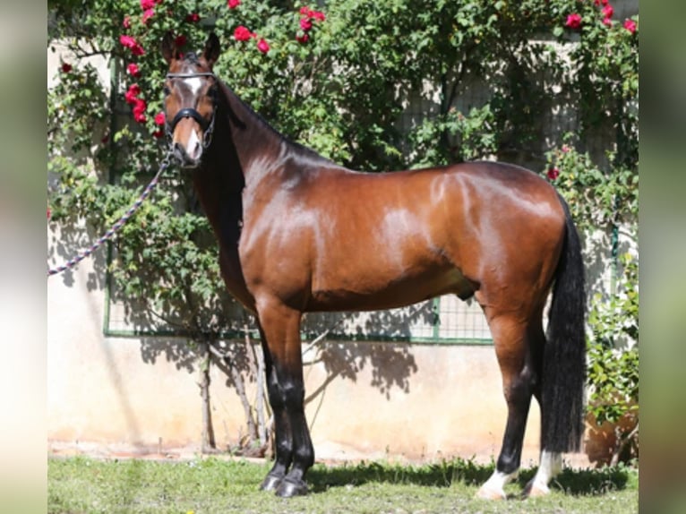 Lusitanos Wallach 10 Jahre 168 cm Dunkelbrauner in Reignac