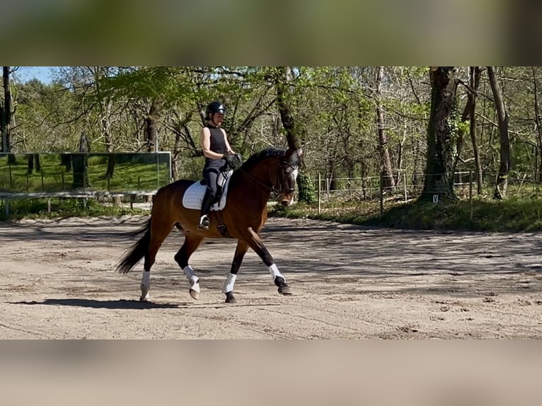 Lusitanos Wallach 10 Jahre 168 cm Dunkelbrauner in Reignac